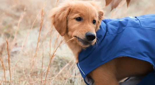 10 Tips for Walking Your Dog in the Winter